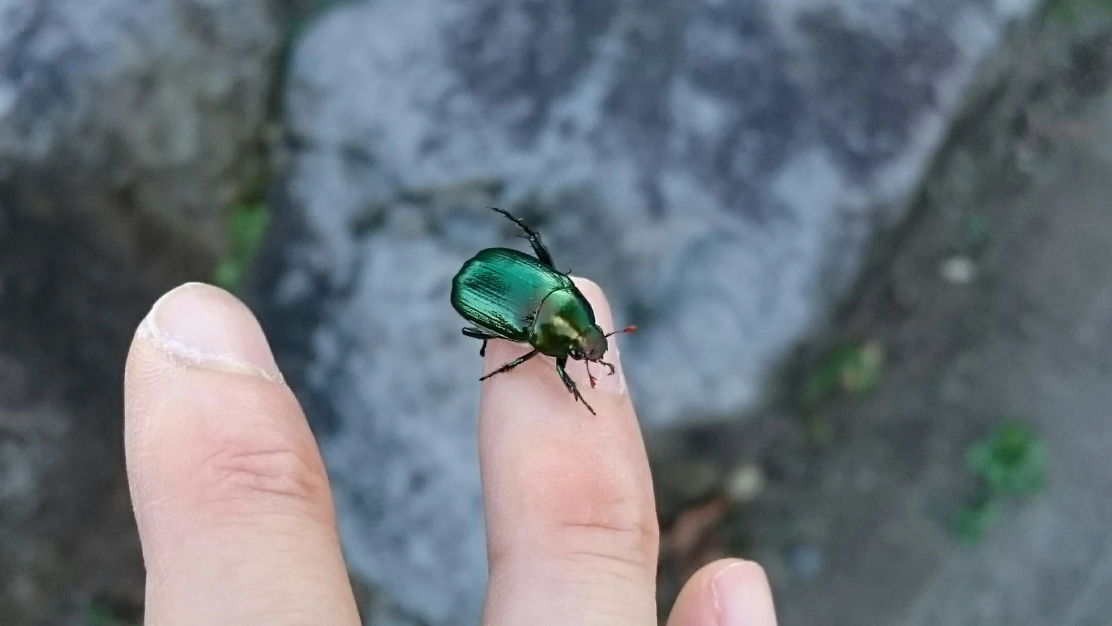 手の指先に留まる黄金虫