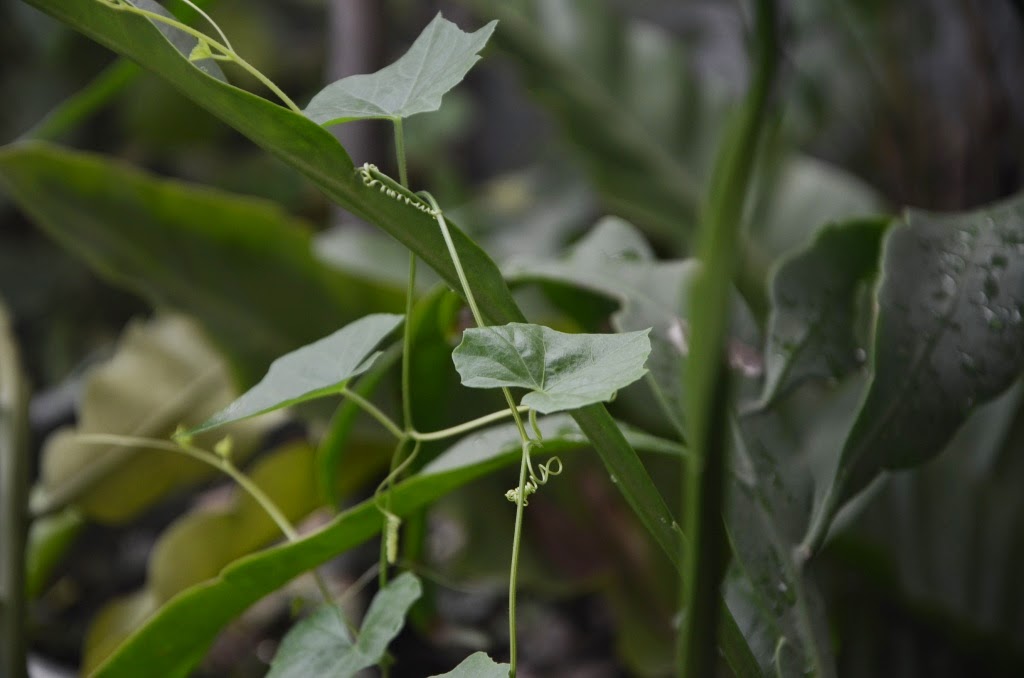 My little vegetable garden Weeds mostly unwanted, but a necessity.