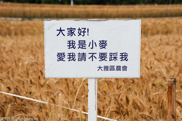 台中大雅麥鄉小麥黃了,秀山路土角厝小麥田好好拍,外拍熱門景點 台中大雅麥鄉小麥黃了,秀山路土角厝小麥田好好拍,外拍熱門景點