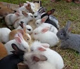 jenis-jenis penyakit yang biasa menyerang kelinci peliharaan