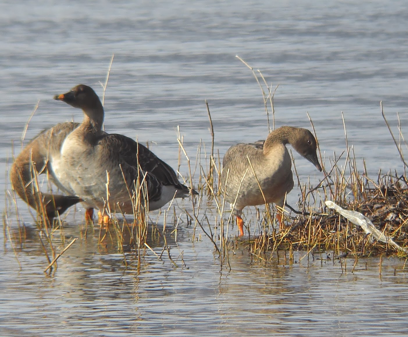 BIRDING Kyoto, Kansai and Japan Taiga (Middendorff's) Bean Goose on