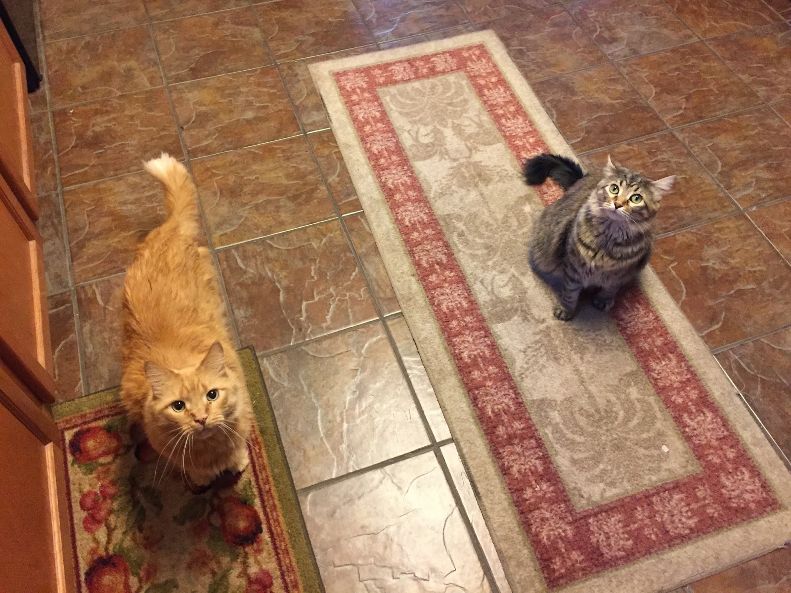 Airing My Laundry, One Post At A Time... Tips To Keep Cats Moving