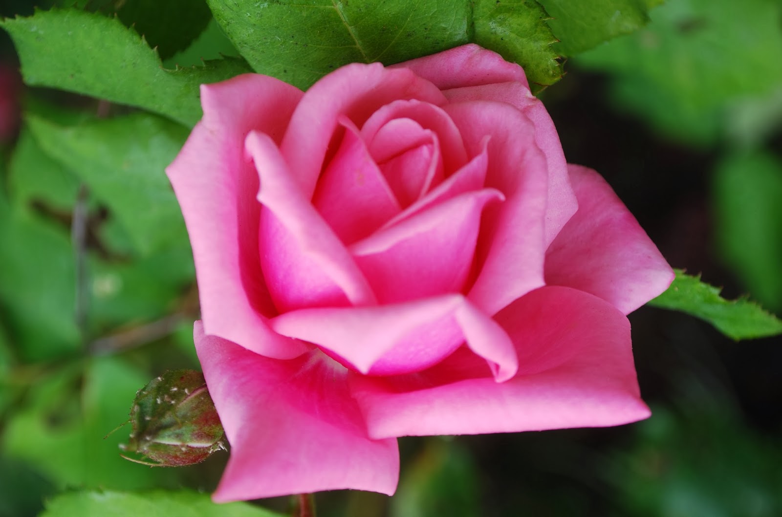 gulab rose rosa