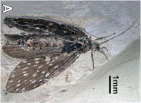 http://sciencythoughts.blogspot.co.uk/2013/09/a-caddisfly-from-middle-jurassic-of.html
