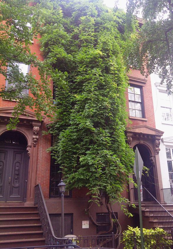 On Leroy Street Townhouse Eaten By Giant Vine!