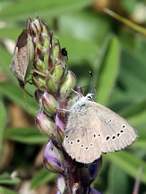 Silvery Blue Butterfly