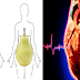 How Your Body Shape Predict The Risk Of Getting A Heart Disease!