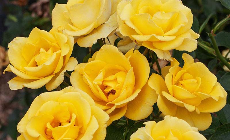 Gilded Sun Floribunda Rose