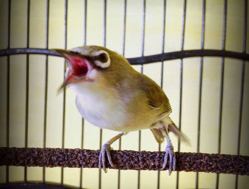 Mengatasi Pleci Gacor Dirumah Gembos Di Lapangan Manuk