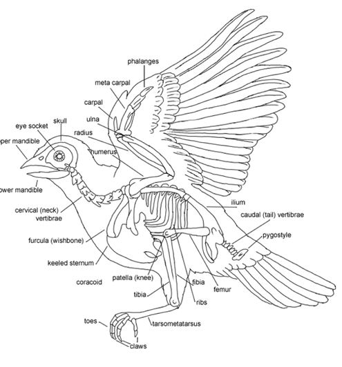 Vole Skeleton
