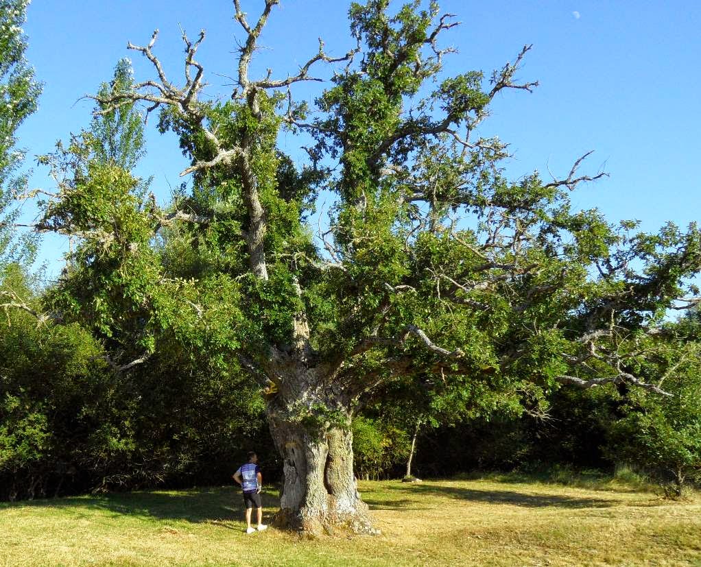 Tierras de Burgos Quintana del Pino y Montorio