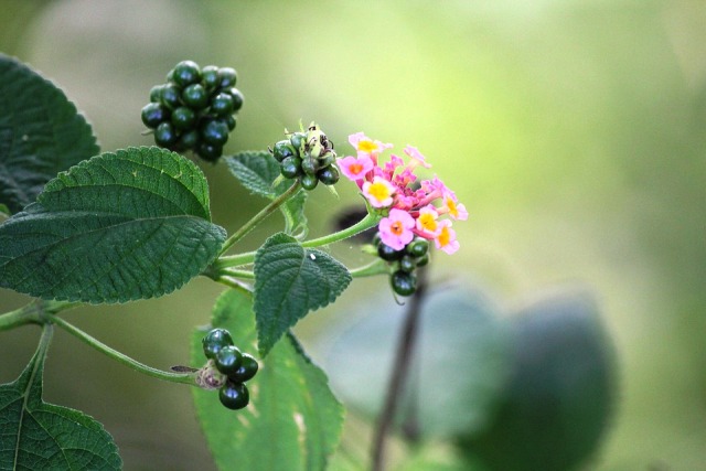 Pictures Of Flowers Leaves Pictures Of Flowers Leaves