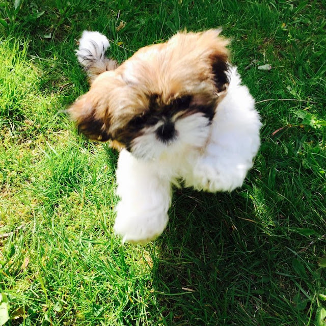 3- Maneiras de demonstrar amor ao seu shih-tzu– Exercícios regulares