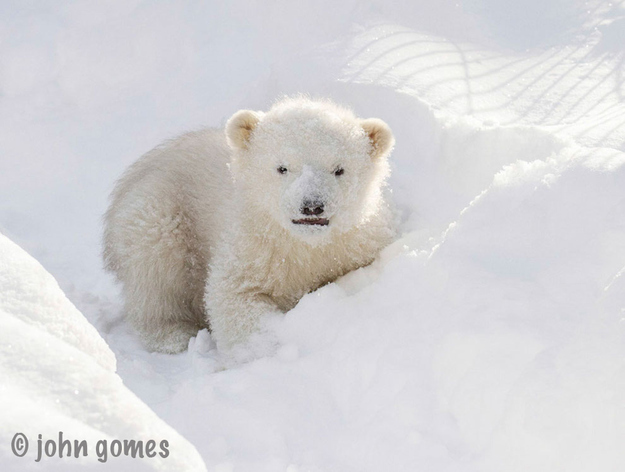 Orphaned Baby Polar Bear
