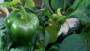 A large bell pepper on the plant, showing faint stripes in shades of green. At right is a pepper flower in white, with a purple spot on each petal.