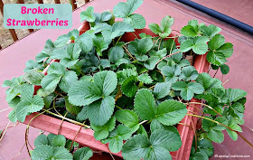 Strawberry Plants with no Berries