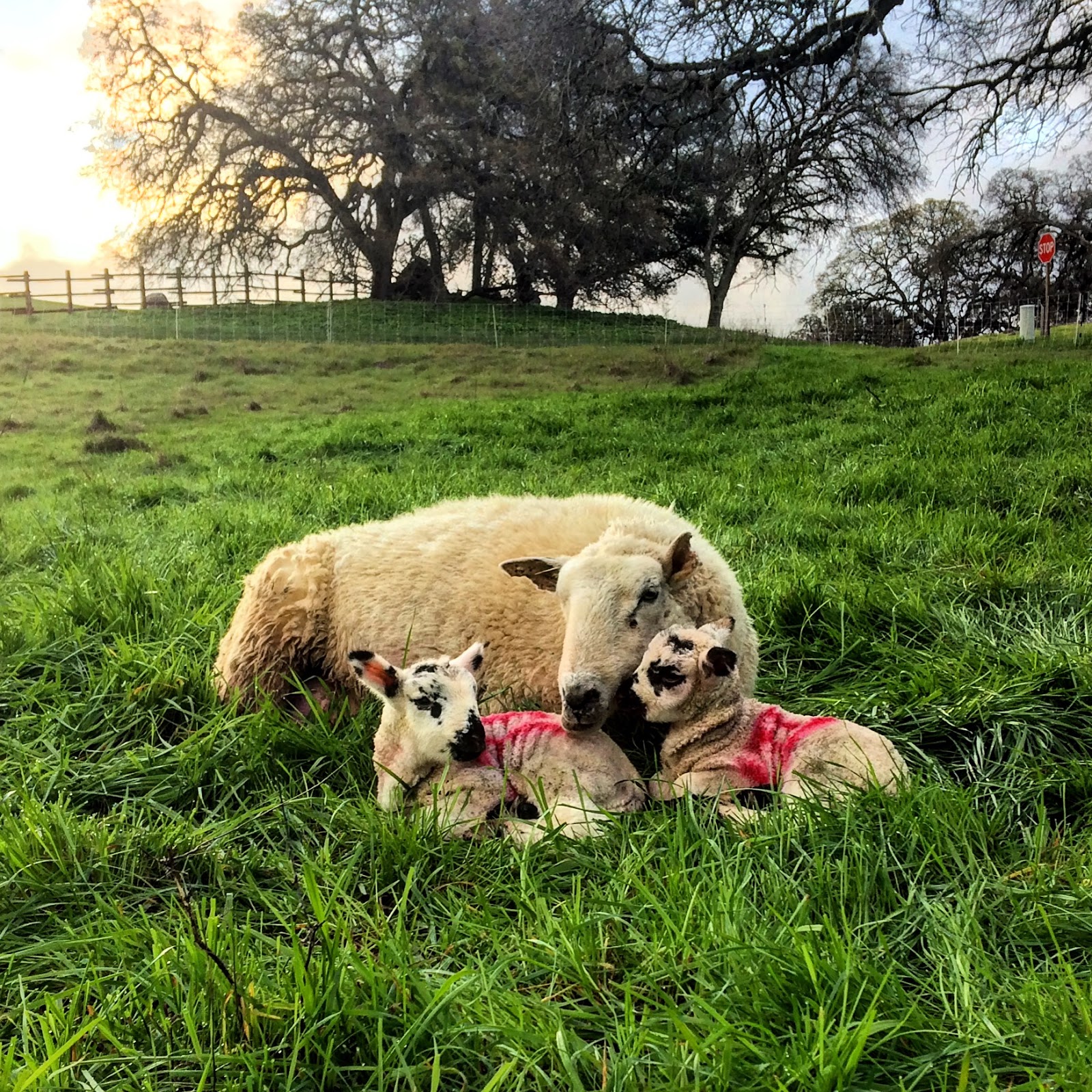 Foothill Agrarian Sheep Management Basics Pasture Lambing Our System