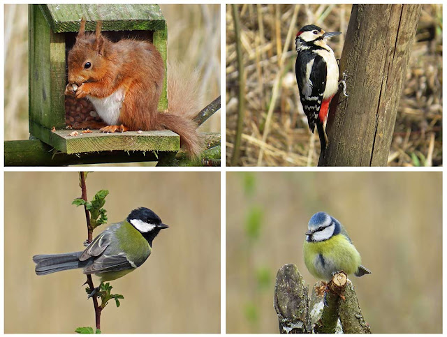 Various pictures taken from the hide/blind at Balgavies Loch