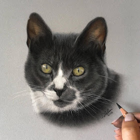 08-Misty-the-Cat-Danielle-Fisher-Realistic-Animal-Portrait-Pastel-Drawings-www-designstack-co