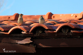 Grupo de gorriones comunes (Passer domesticus) en un tejado donde han colocado sus nidos.