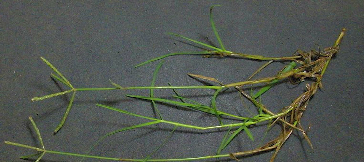 Health Guide Natural Medicine The Importance of Natural Medicine Garika