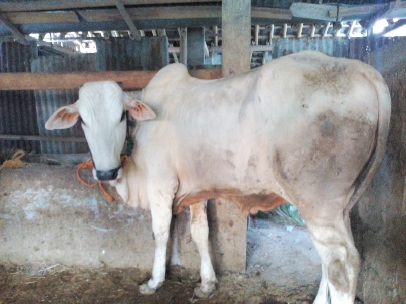 Foto Sapi Kurban Jogja 01