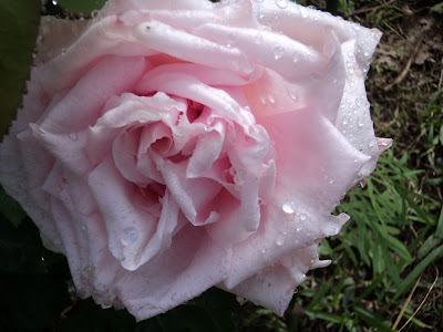 VIDA NO CAMPO VIDA FELIZ: ROSAS