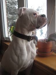 top 10 strongest dog