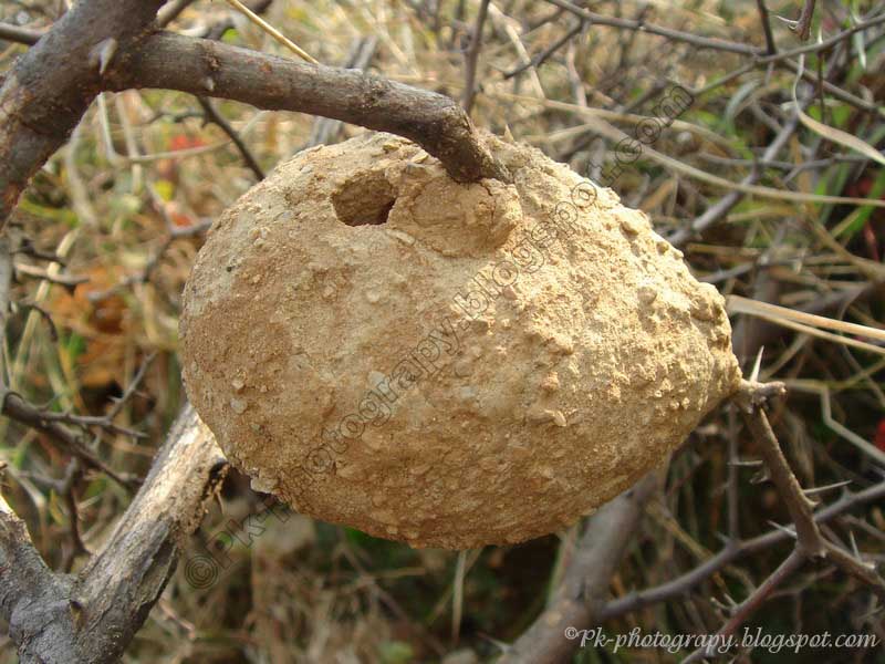 Mud Nest Pictures Nature, Cultural, and Travel Photography Blog