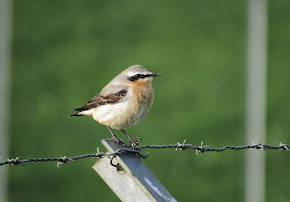 Wheatear