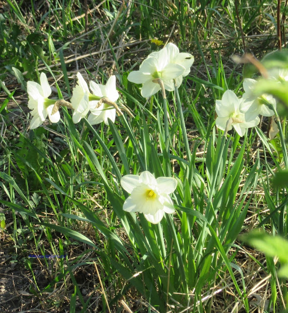 White narcissuses