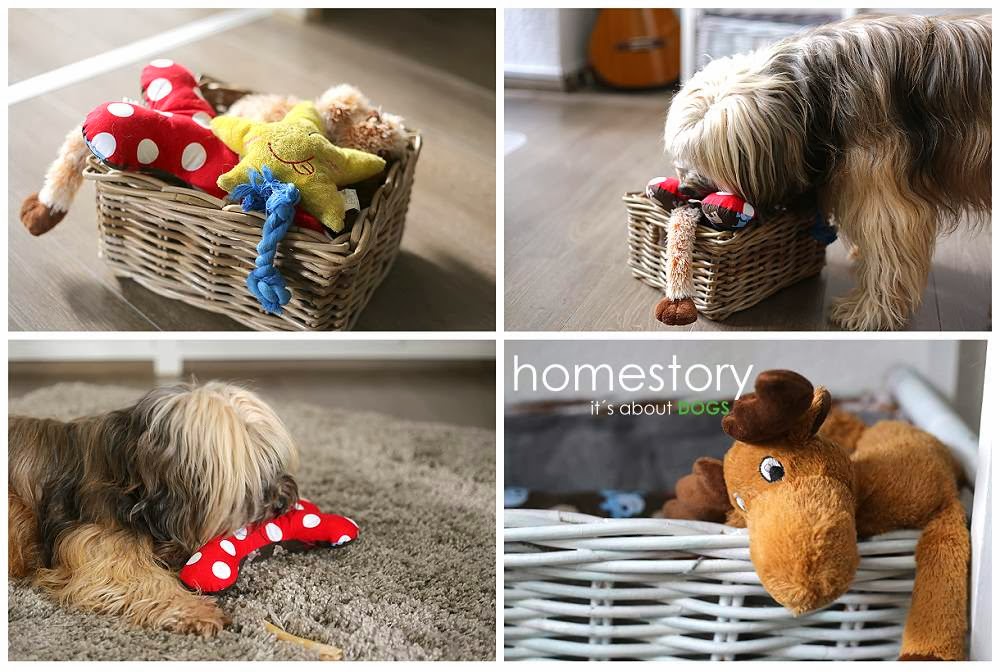 homestory: Tibeter Chiru gewährt ganz private Einblicke - ABOUT DOGS ...