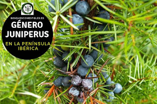El género Juniperus son arboles perennifolios, sus portes son muy variables, con copas  aovadas o cónicas