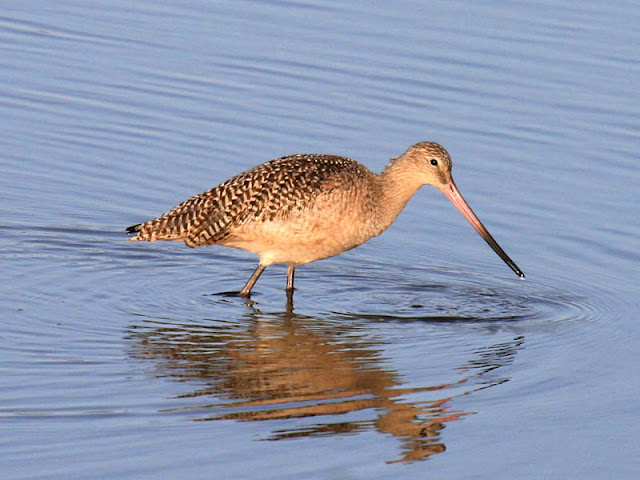 Marbled Godwit Marbled Godwit