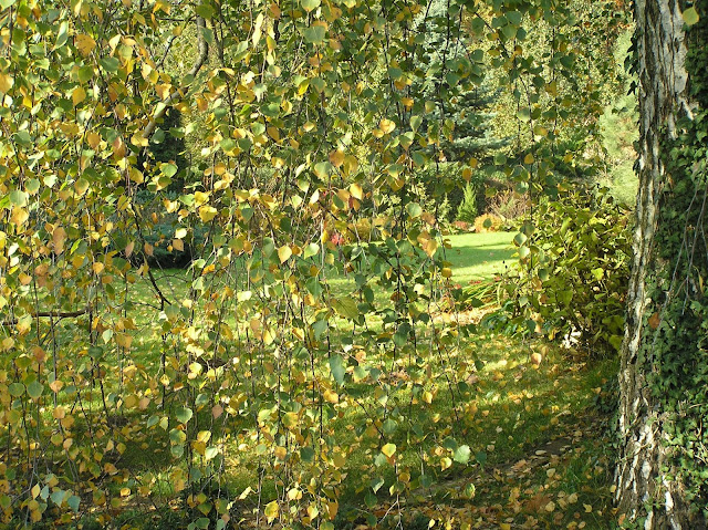 betula pendula