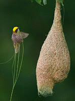 Bentuk Sarang Burung Manyar Bentuk Sarang Burung Manyar