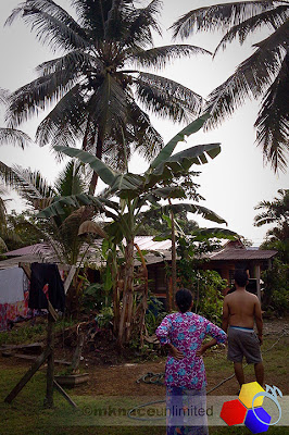 mknace unlimited | lagi pokok kelapa kena tumbang