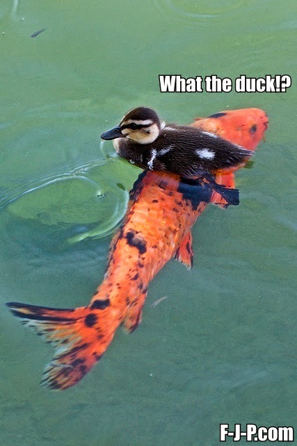 Funny What the Duck Fish Joke Picture
