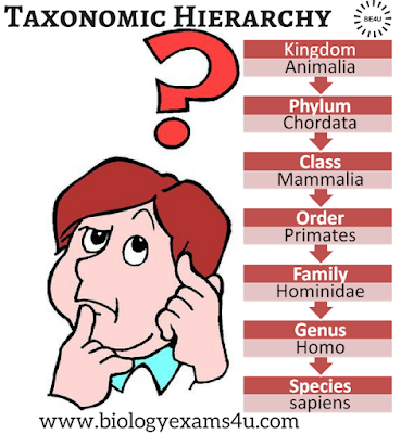Taxonomic hierarchy (human taxonomy chart) Taxonomic hierarchy (human taxonomy chart)