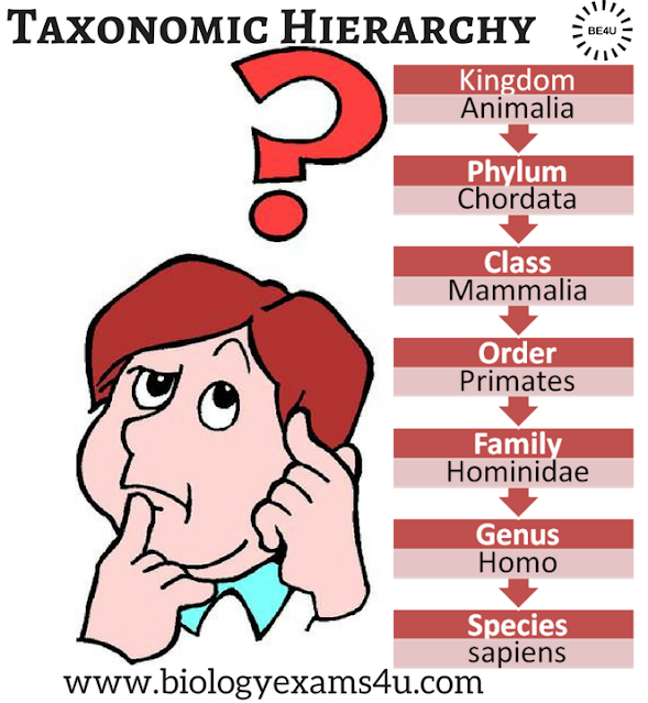 Taxonomic hierarchy (human taxonomy chart)