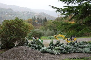 Overlooking Sorana Christmas Trees from Castelvecchio in Tuscany