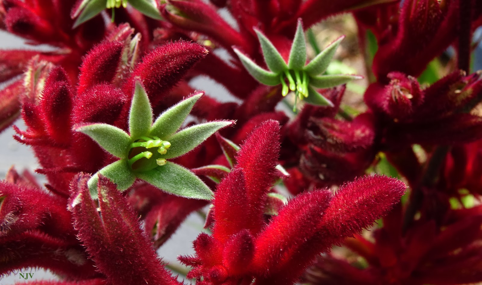 My Desktop Daily DESKTOP 112 KANGAROO PAW