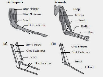 Hubungan antartulang dan sendi pada Arthropoda dan manusia Hubungan antartulang dan sendi pada Arthropoda dan manusia