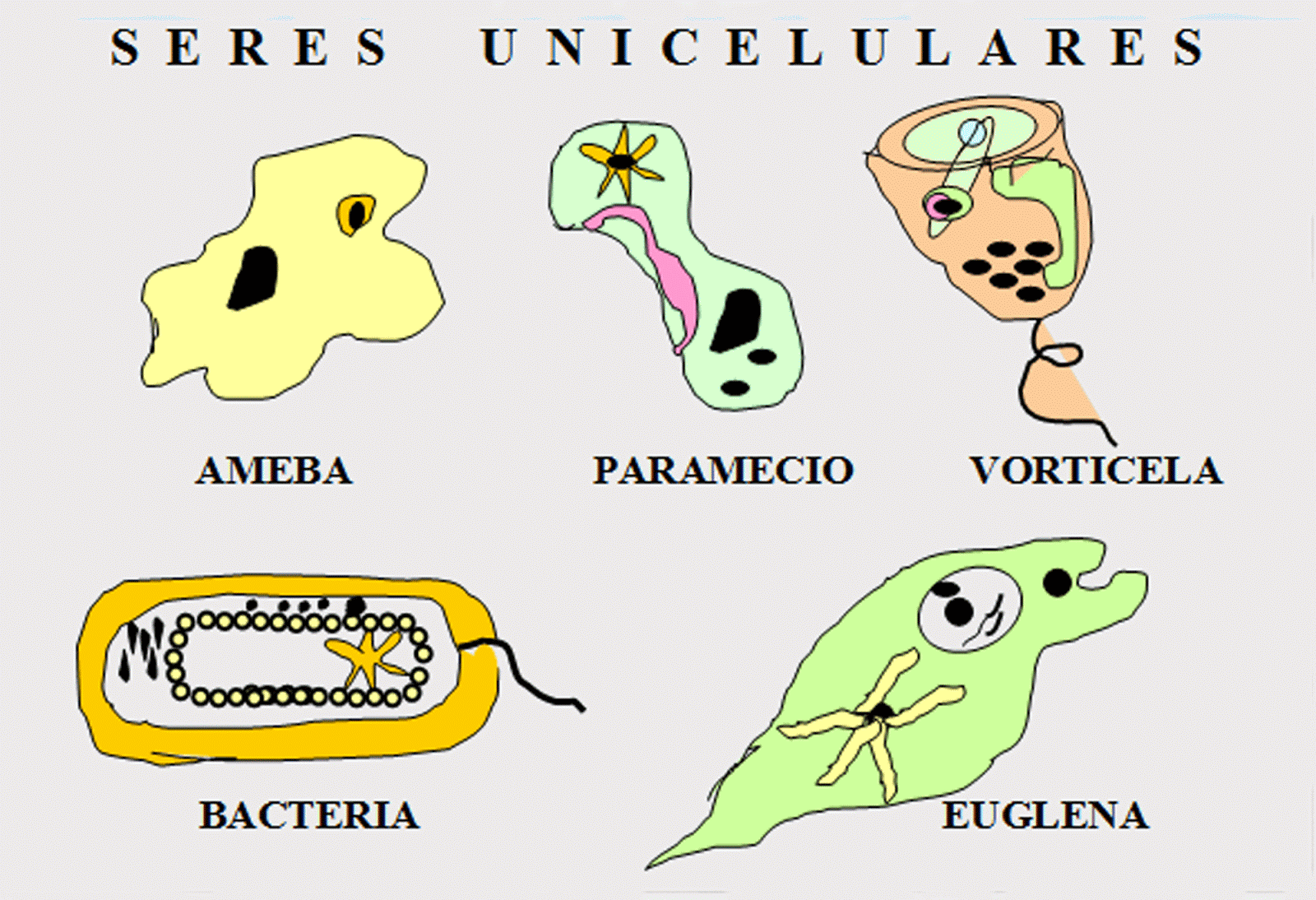 Algas unicelulares o pluricelulares