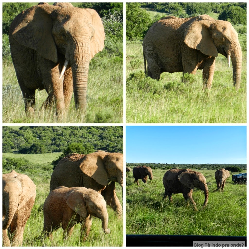 elefantes no safári