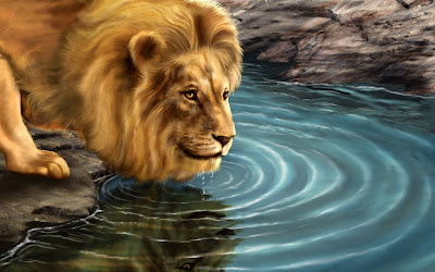 Hermoso león bebiendo agua en el río (wallpaper) - Lion drinking water