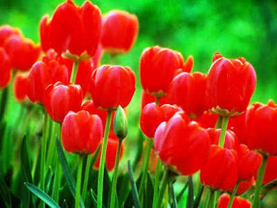 Bunga Tercantik di Dunia-Tulip Merah Bunga Tercantik di Dunia-Tulip Merah