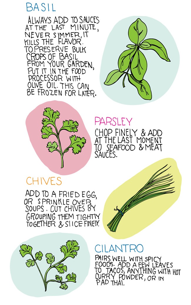 illustrations of basil, parsley, chives, and cilantro
