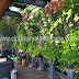 Vertical Garden Jakarta Indonesia - Jasa Pembuatan Vertical Garden