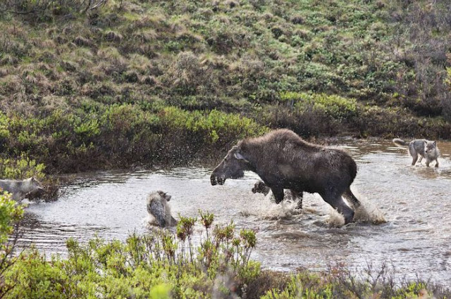Madre alce lucha contra lobos para defender a su cría